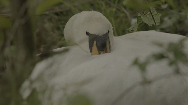 Detailed shots of a male White Swan