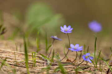 Hepatica
