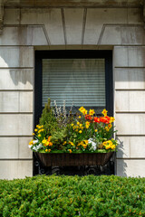 Fototapeta premium Vibrant window box filled with colorful spring flowers and greenery in Boston, Massachusetts, USA 