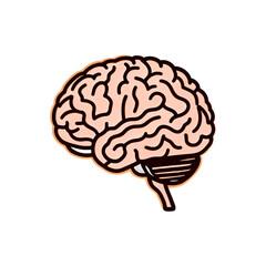 Human brain illustration top view anatomy detailed cerebral cortex sketch neuroscience art medical diagram PNG file download