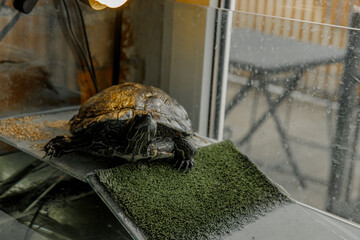 A domestic turtle crawls in an aquarium