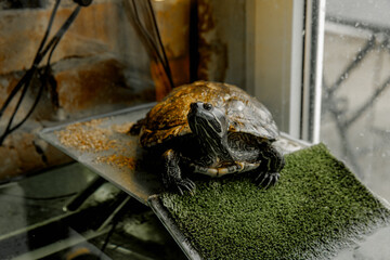 A domestic turtle crawls in an aquarium