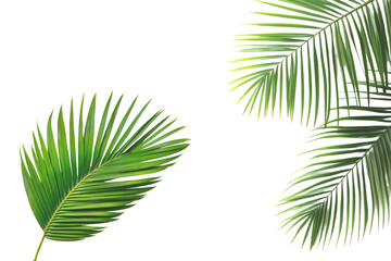 Obraz premium Green Tropical Palm Leaves on Transparent Background