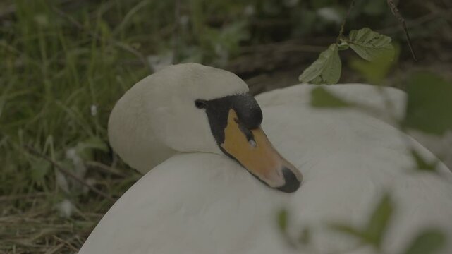 Detailed shots of a male White Swan