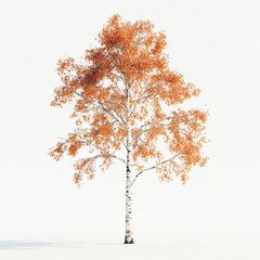Fototapeta premium Autumn birch tree isolated on white background (1)