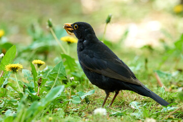 Common blackbird eating insect (Turdus merula).  © Adrian 