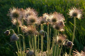 Pasqueflowers faded in the steppe at sunset