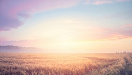 Obraz premium Sunrise over golden wheat fields rural landscape nature photography serene environment wide angle view tranquil concept