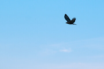 A bird in mid-flight against the backdrop of a clear sky, capturing a moment of freedom and grace.