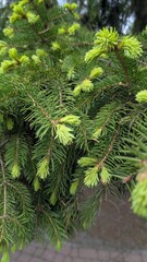 fir tree branches