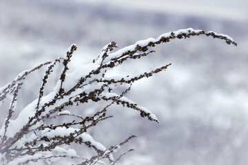 Snow-covered plants in winter captured in close-up, showing fine details of frost and ice.
