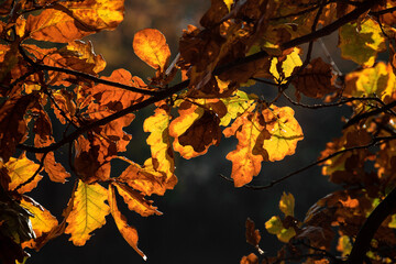 Oak leaves in autumn with sunlight shining through, highlighting warm colors and textures.
