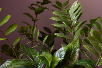 green leaves of plants with morning dew