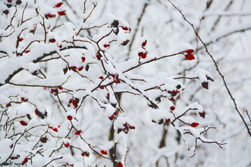 Snow-covered plants in winter captured in close-up, showing fine details of frost and ice.
