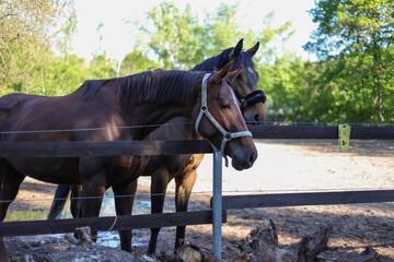 Brown horse with a bridle standing near a paddock fence in a rural outdoor environment on a sunny...