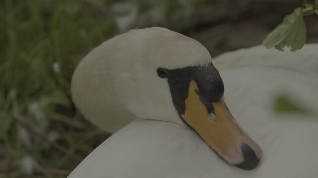 Detailed shots of a male White Swan
