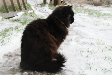 A black long-haired feline cat 