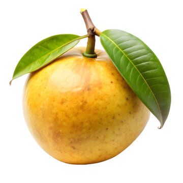 Mangaba fruit isolated on transparent background 