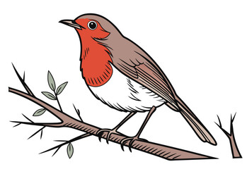 robin on a branch