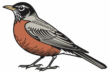 robin on a branch