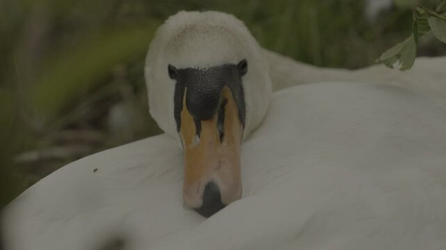 Detailed shots of a male White Swan