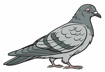 vector illustration of a pigeon