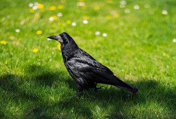 Obraz premium Black Crow Standing on Green Grass in a Sunny Park