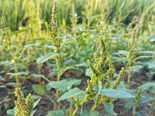 Close up of Slender amaranth (Amaranthus viridis) in outdoor garden 