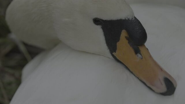 Detailed shots of a male White Swan