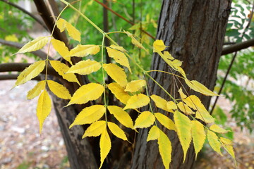 Colourful leaves on trees in a city park