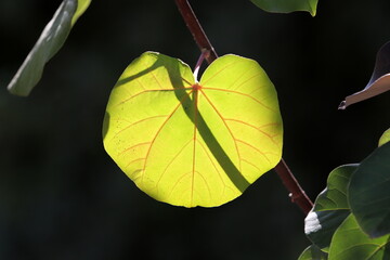 Colourful leaves on trees in a city park