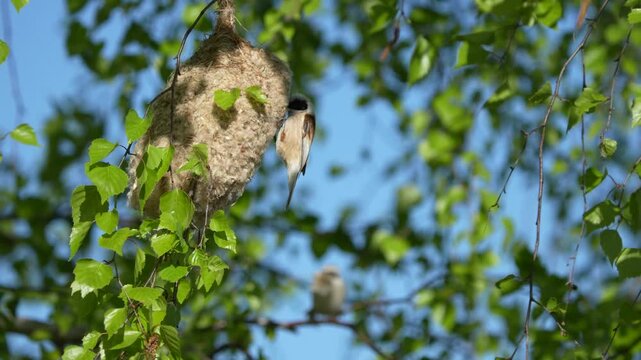 Eurasian Penduline Tit Creating Nest in Early Morning Light over Lubans Wetlands