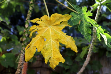 Colourful leaves on trees in a city park