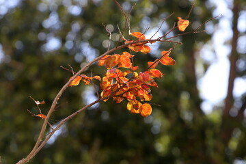Colourful leaves on trees in a city park
