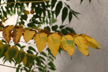 Colourful leaves on trees in a city park