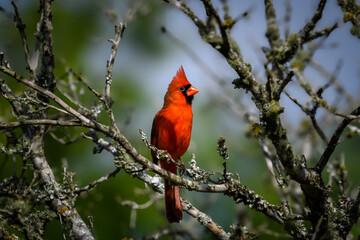 Northern Cardinal perched in a tree