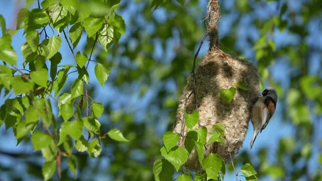Eurasian Penduline Tit Building Nest in Morning Sunlight at Lubans Lake Wetlands