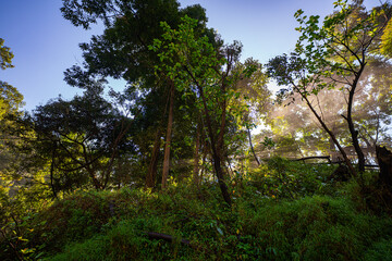 Obraz premium Golden sunlight streams through a dense forest canopy, casting dramatic rays over a misty trail. The tranquil scene captures the serene beauty of nature illuminated by warm light.