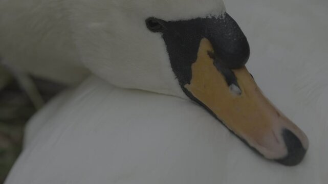 Detailed shots of a male White Swan
