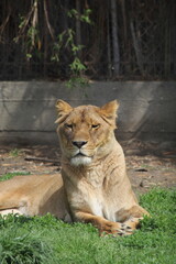 lion in the zoo