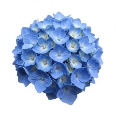 Blue hydrangea flower close up isolated on white background