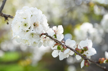 A branch of cherry blossom flowers showcases clusters of white, delicate petals against a blurred green background during spring