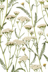 seamless pattern with common yarrow flowers