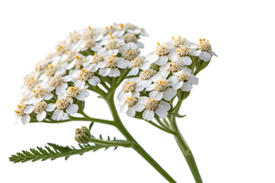 common yarrow flowers isolated on white background