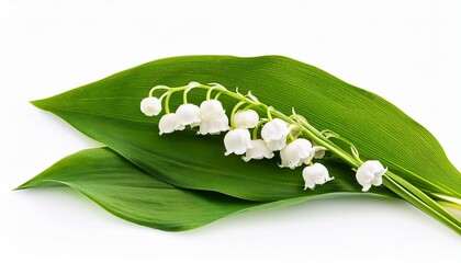 lily of the valley flowers isolated on white or white background
