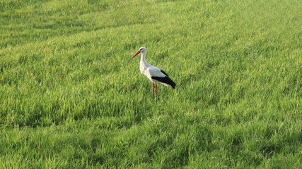 White stork in a lush green meadow under the sunlight, symbol of spring and nature.
