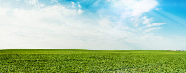Panoramic natural landscape with green grass field, blue sky with clouds and sun rays on summer day with curved horizon line. Summer green grass field empty background. Element for design.