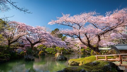 blooming sakura trees in koishikawa korakuen garden okayama japan japanese hanami festival cherry blossoming season in japan beautiful nature spring scene with a branch of blooming sakura