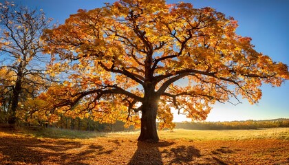 vertical panoramic photo of an oak tree with yellow leaves