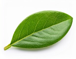 Obraz premium green leaves of blueberry isolated on white or white background